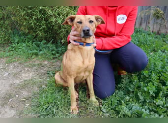Terry, Mix Pinscher / Podengo, lieb und sozial