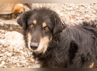 Bella - zierliche Collie-Aussie-Sheltie-Mix Hündin 