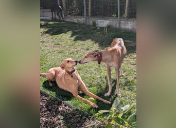 ANNI ❤️ lustige Galga, Pflgefamilie Bischberg