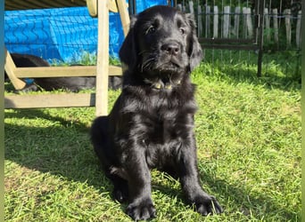 C - Wurf Flat Coated Retriever 2025