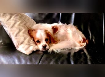 Leon verliert sein Zuhause