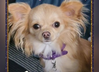 Wurfankündigung unserer Hündin " Bella " langhaar Chihuahua