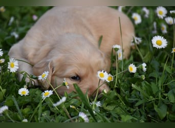 süße reinrassige Goldenretriever Welpen geboren