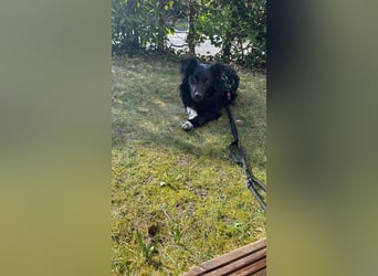Hütehund Mischling Daios sucht eine liebe Familie
