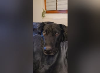FRIDA ❤️ gemütlicher Labrador Shar-Pei Dame, Pflegefamilie Köln