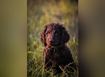 Irish Water Spaniel Welpen / Nichthaarend / FCI - VDH Zucht