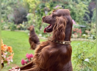 Irish Setter Welpen mit Papieren