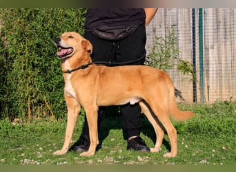 Mr John, Mix Labrador / Rafeiro Alentejano, lieb und verträglich