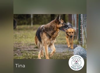 Tina: Traumhund sucht Traumzuhause