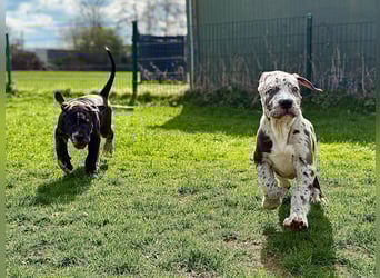 Superschöne nicht ganz reinrassige Deutsche Doggenwelpen können bald ausziehen