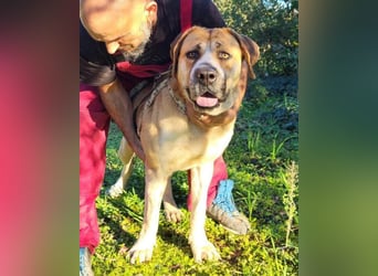 Notfell-Hündin ♥Honey♥ sucht dringend ihre emphatische PS/ES