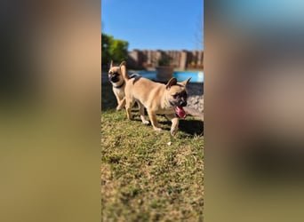 Pepe&Phips - 2 kleine Herzensbrecher