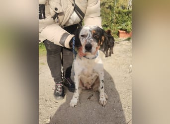 Mira – Heldin auf vier Pfoten -