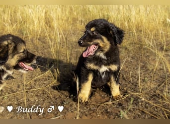 Buddy und Bernie suchen ein Zuhause
