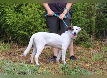 Chico, Mix Labrador / Beagle, lieb und sozial