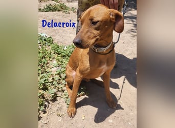 Delacroix 11/2022 (ESP) - verspielter, liebevoller und sportlicher Jagdhund-Mix Junghund!