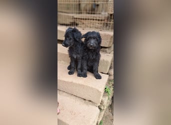 2 putzmuntere Aussiedoodles