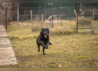 Sonja: Hundemama sucht Zuhause