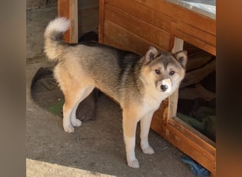 SHIBA, Hündin, 1,5 Jahre, 43cm, Mischling, Tierschutz