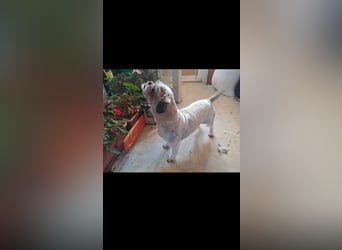 Deni sucht sein ruhiges Zuhause