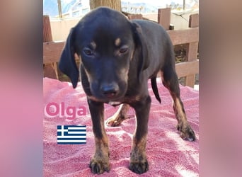 Olga, 01/25 - süßes Schlappöhrchen sucht Familie,bereits auf PS in 40723 Hilden