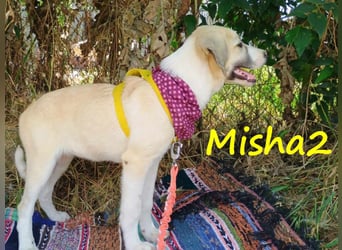 Misha2 geb. 03/2025 (GRC) - verträgliche und zuckersüße Griechische Schäferhund Mix Welpin!