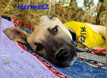 Hermes2 geb. 03/2025 (GRC) - ruhiger und lieber Welpe!