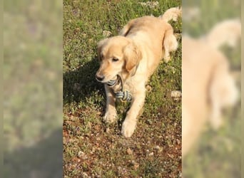 Tolle, liebevolle, aktive Traumhündin Nika, Golden Retriever
