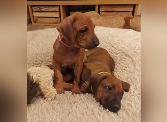 Rhodesian Ridgeback Welpen mit Papiere