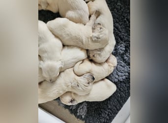 Golden Retriever Welpen