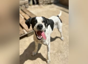 ⭐️CARA⭐️, Hündin, 1,5 Jahre, 45 cm, Mischling, Tierschutz