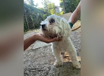 Casper, geboren 06.12.2023, 24cm sucht seine Menschen