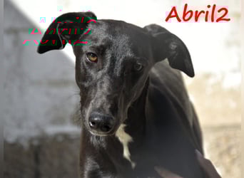 Abril2 10/2024 (ESP) - liebe und aufgeschlossene, junge Galga!