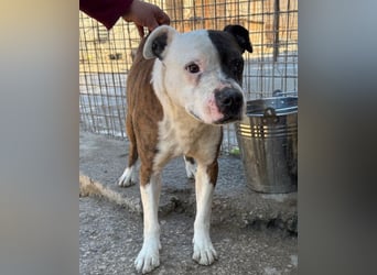 Momo ❤️ loyal, verschmust sucht Zuhause!