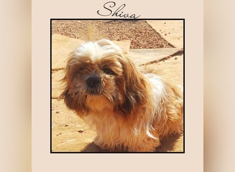 Shih Tzu Fan`s aufgepasst: hier kommt die anhängliche u. soziale Zaubermaus SHIVA!