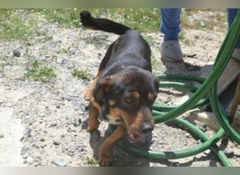 Bingo – einer von zwölf zurückgelassenen Hunden sucht ein neues Zuhause