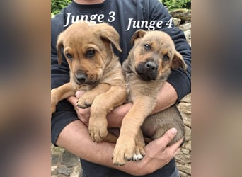 Fünf Burschen suchen ab Mitte Juni, ihr für immer Zuhause!