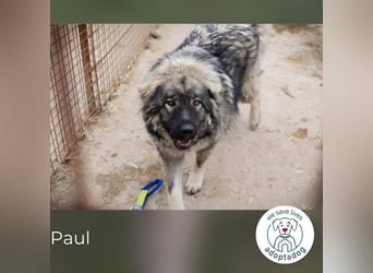 Paul: Besonderer Hund braucht ein Zuhause