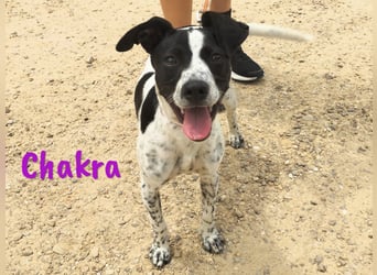 Chakra geb. 01/2025 (ESP) - sympathische und fröhliche Pointer-Bodeguero-Mix Welpin!