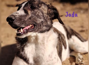 Jada geb. 01/2022 (ESP) - ausgeglichene und aufgeschlossene Schönheit!