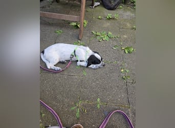 Mia wünscht sich ein Zuhause