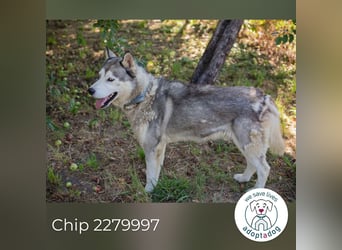 Chip 2279997: Sucht ein Zuhause