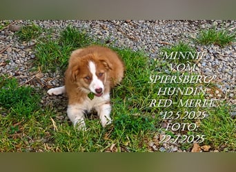 Border Collie-Welpen , black-,choco-,red-white und red-merle