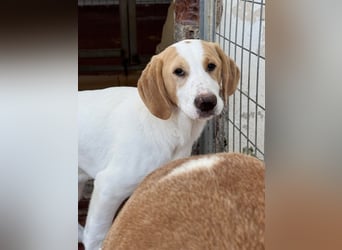 Monty Mischlingsrüde ca. 6,5 Monate alt in Griechenland