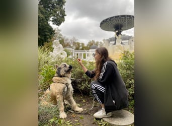 Tolle Bonnie möchte eine liebe Familie