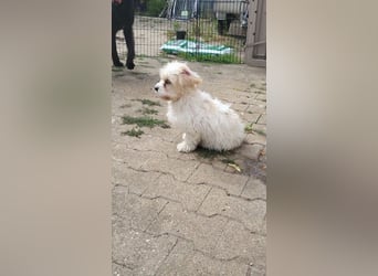 AMY - die liebe und freundliche kleine Maus sucht ein liebevolles Zuhause