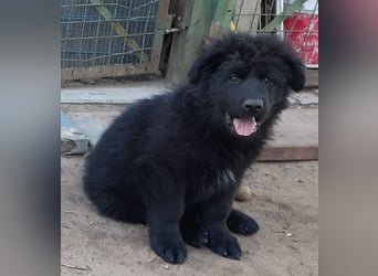 Altdeutsche Schäferhund Welpen