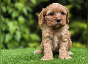 Cavapoo welpen
