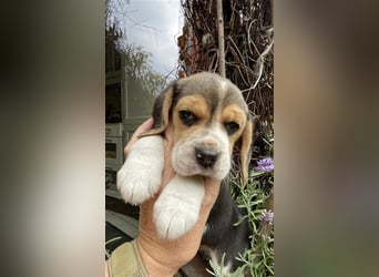 Beaglewelpen suchen ein liebevolles Zuhause 