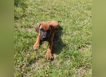 Süße Rhodesian Ridgeback Welpen